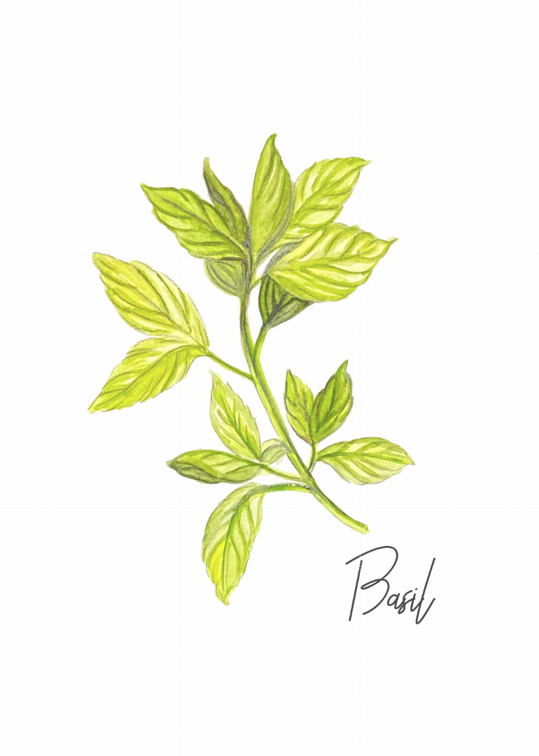 "Herbs Series" collection of 5 watercolor, 5x7 prints