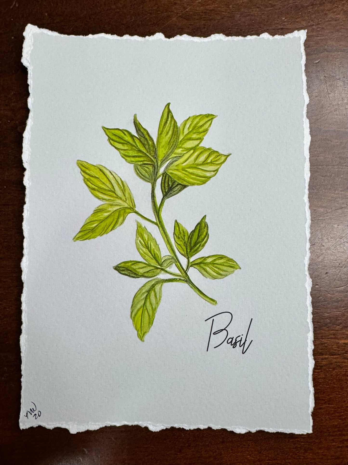 "Basil" watercolor 5x7 print (torn edges)