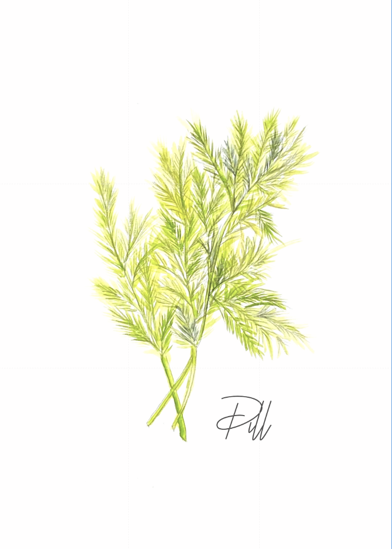 "Herbs Series" collection of 5 watercolor, 5x7 prints