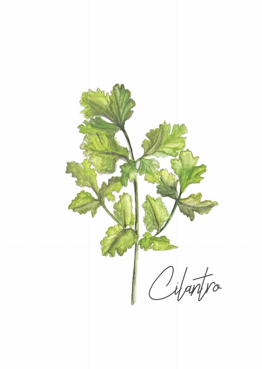 "Cilantro" watercolor 5x7 print (torn edges)
