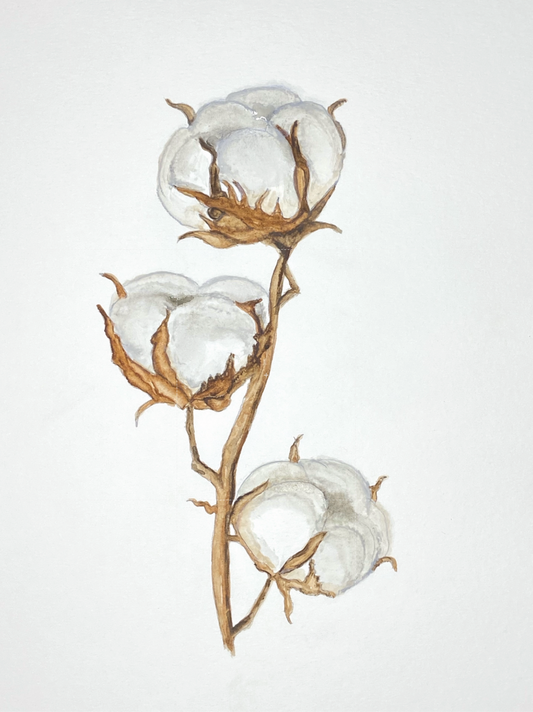 "Cotton Bolls" Signed Watercolor Print by Mickie West