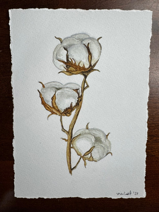 "Cotton Bolls" Signed Watercolor 5x7 print (torn edges) by Mickie West