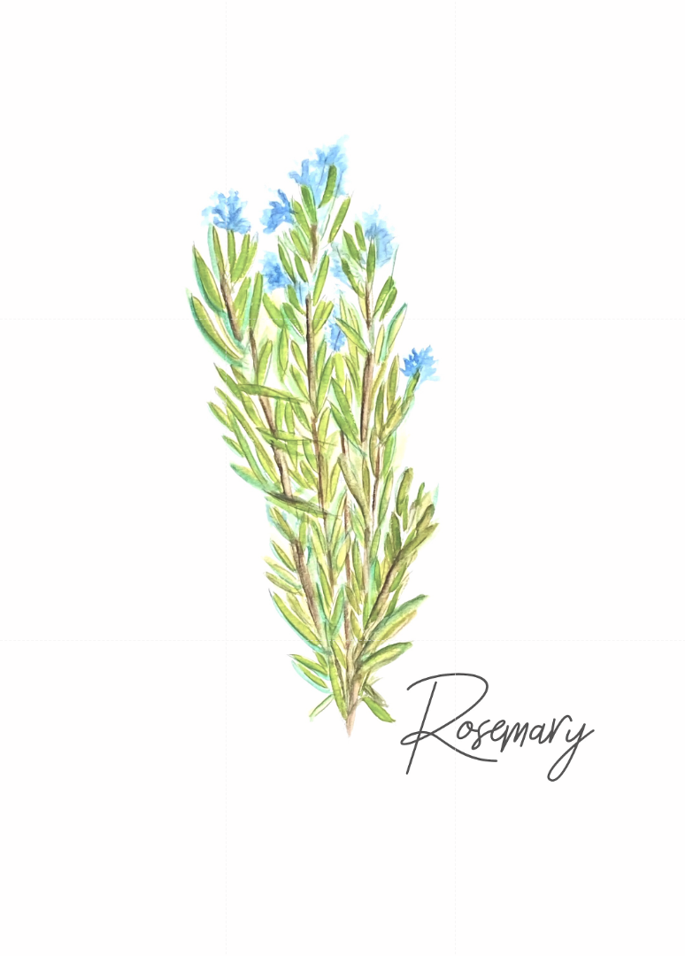 "Herbs Series" collection of 5 watercolor, 5x7 prints